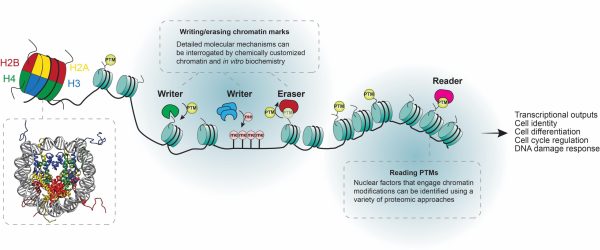 Chemical Biology for studying chromatin and epigenetics