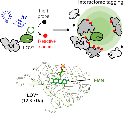 nir-hananya-In-vivo-photochemistry